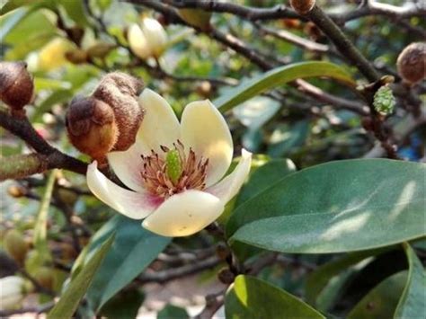 含笑花盆栽|【盆栽含笑花的養植方法】含笑花怎麼養